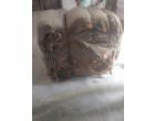 Water Damaged Gunny /Jute Bags – 720 Bales (500 bags each bales) at Telangana 
