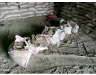 Dalmia Cement -3982 Bags at Samastipur BH