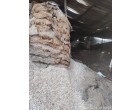 Fire/Water damaged Cotton Seed - 738.5 MT at Indore MP