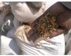 Food Grains, spices & flours (besan, maida et
