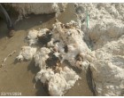 Fire damaged Cotton Bales - Approx.16000 kg at Patiala