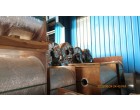 Polyester Metalized Film, Qty- 8225.890 Kgs