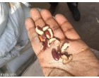Food Grains, spices & flours (besan, maida et