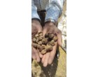 Water effected Raw Cashew Nuts –  1240 MT  at Tuticorin Tamilnadu