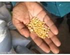 Food Grains, spices & flours (besan, maida et