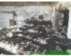 Fire affected Cotton Bales - 12 MT