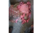 Fire affected bridal dresses, Bhopal