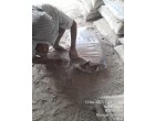 Dalmia Cement - 3199 Bgas at Begusarai 