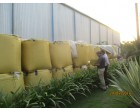 Polyester Chips- 55039.40 Kgs, Silvassa