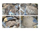 Dalmia cement -6430 Bags at Begusarai-BH