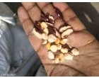 Food Grains, spices & flours (besan, maida et
