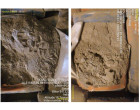 Dalmia Cement - 8702 Bags at Siwan BH