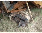 Damaged TATA, UP-21CT-5211 