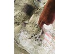 PRISM JOHNSON CEMENT – 7900 BAGS Dearia UP
