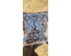 Water effected Raw Cashew Nuts –  1240 MT  at Tuticorin Tamilnadu