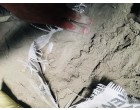 PRISM JOHNSON CEMENT – 7900 BAGS Dearia UP