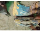 Dalmia Cement -3982 Bags at Samastipur BH