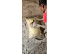 Dalmia cement -6600 Bags at Buxar-BH