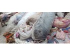 Water Damaged Fabric - 4429 Rolls at Panipat Haryana