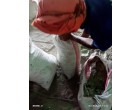 Dalmia Cement -3982 Bags at Samastipur BH