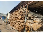 Fire/Water damaged Cotton Seed - 738.5 MT at Indore MP