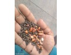 Food Grains, spices & flours (besan, maida et