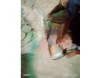 Dalmia Cement -3982 Bags at Samastipur BH