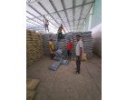 Wet Damaged DALMIA CEMENT -14801 Bags at Warisaliganj, Bihar