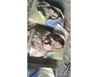 Dalmia Cement-8329 Bags lying at Warsaliganj