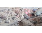 Water Damaged Fabric - 4429 Rolls at Panipat Haryana