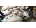Prism Cement - 3852 Bags at Mohania BH