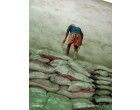 Dalmia Cement -3982 Bags at Samastipur BH