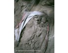 Dalmia Cement -3390 Bags at Varanasi UP