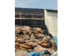 Fire/Water damaged Cotton Seed - 738.5 MT at Indore MP