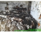 Fire affected Cotton Bales - 12 MT