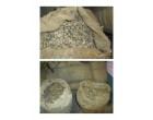 Dried Raw Cashew Nuts, 21040 Kgs, Tuticorin- TN